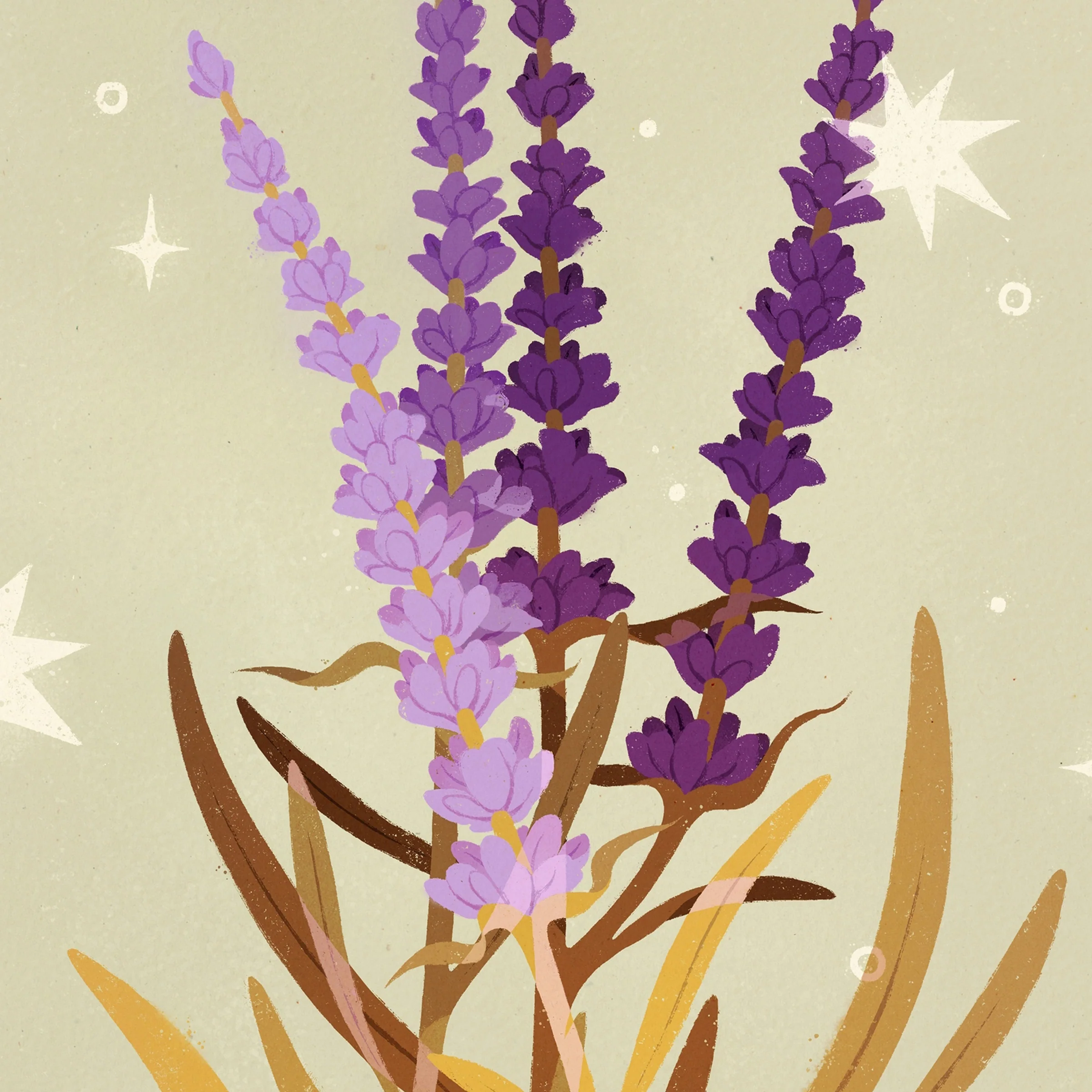 Samantha Mash: Lavender Print - Image 2
